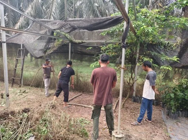 Peninjauan kondisi rumah pembibitan untuk persiapan pembenihan kopi liberika, 5 Oktober 2026. Dokumentasi Yayasan Gambut.